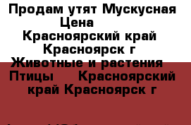 Продам утят Мускусная › Цена ­ 250 - Красноярский край, Красноярск г. Животные и растения » Птицы   . Красноярский край,Красноярск г.